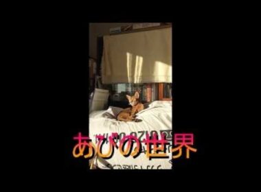 ネコ動画あび＃5796　あびの毎日　アビシニアン　あび