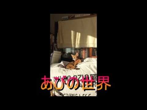 ネコ動画あび＃5796　あびの毎日　アビシニアン　あび