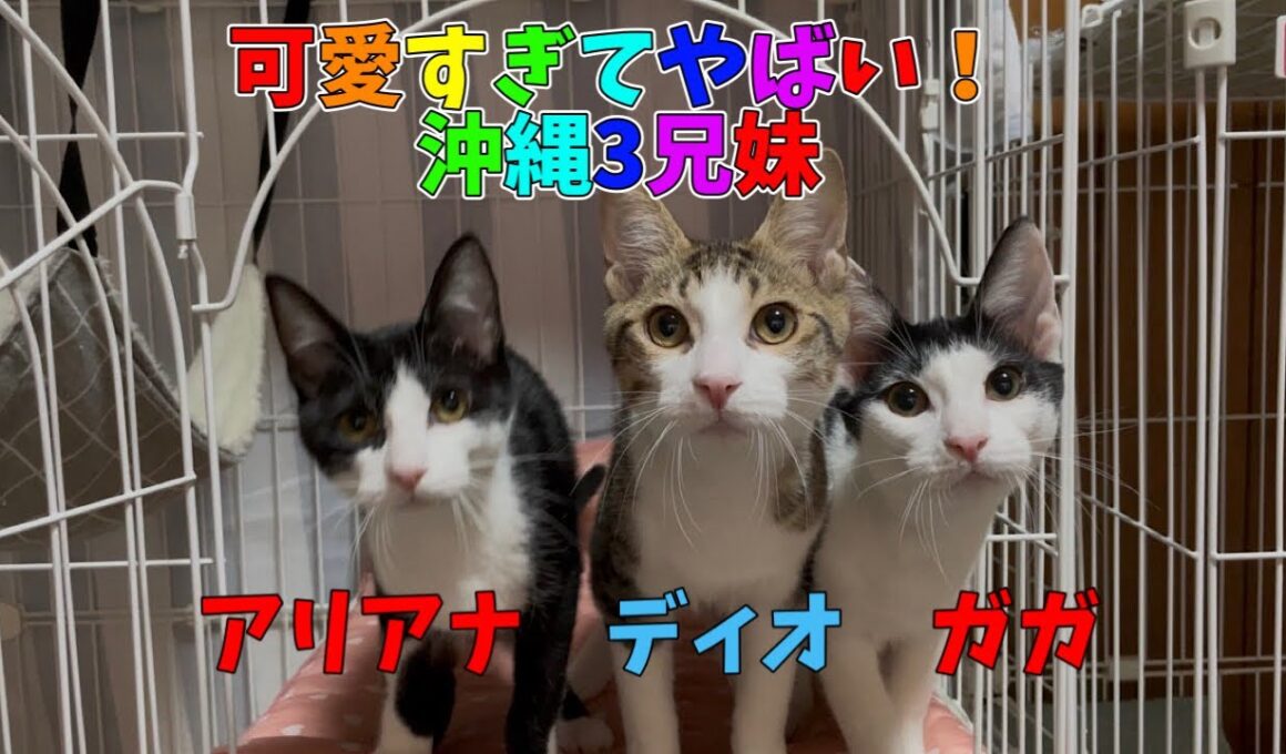 【沖縄っ子12便隊】可愛くて天使みたいな3兄妹の子猫達