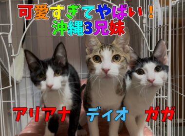 【沖縄っ子12便隊】可愛くて天使みたいな3兄妹の子猫達