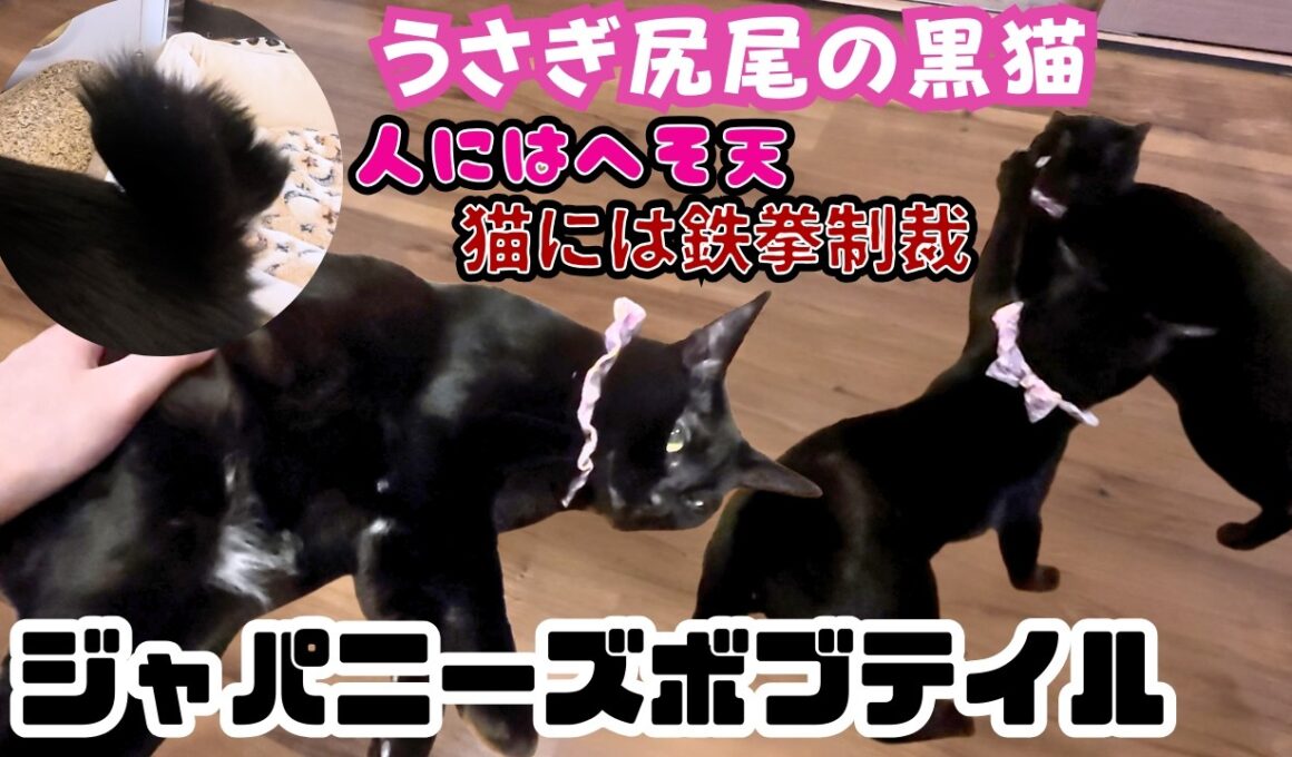 【倍返し】人にはへそ天の黒猫ジャパニーズボブテイル猫に威嚇されると鉄拳制裁（保護猫カフェ森のねこ）淡路Black cat Japanese Bobtail attacks other cats