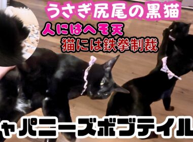 【倍返し】人にはへそ天の黒猫ジャパニーズボブテイル猫に威嚇されると鉄拳制裁（保護猫カフェ森のねこ）淡路Black cat Japanese Bobtail attacks other cats