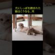 犬にしっぽを踏まれた猫はこうなる...笑#shorts