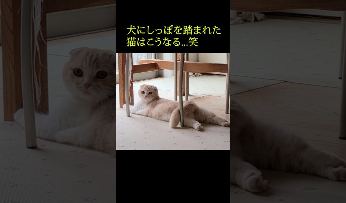 犬にしっぽを踏まれた猫はこうなる...笑#shorts