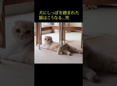 犬にしっぽを踏まれた猫はこうなる...笑#shorts