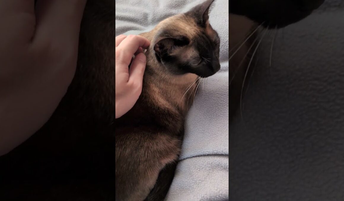 背中で語るシャム猫