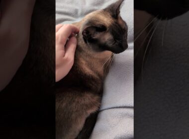 背中で語るシャム猫