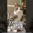 子猫を拾ったら人生が激変した #shorts #子猫 #保護猫 #猫 #捨て猫 #catvideos