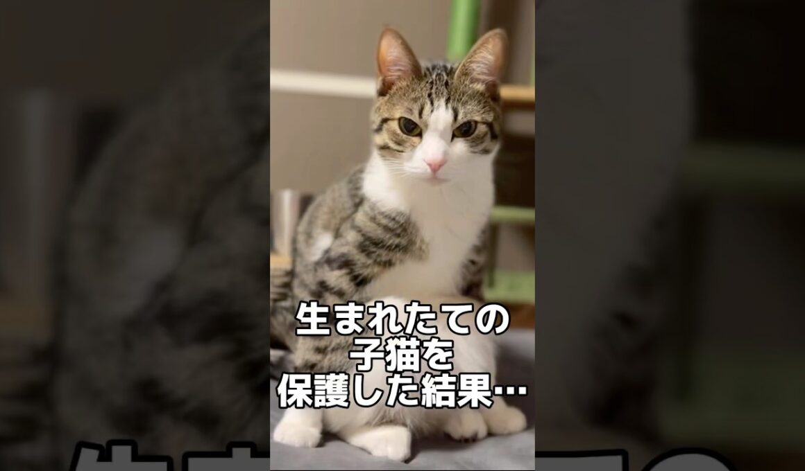 子猫を拾ったら人生が激変した #shorts #子猫 #保護猫 #猫 #捨て猫 #catvideos