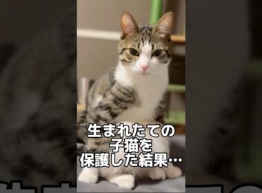 子猫を拾ったら人生が激変した #shorts #子猫 #保護猫 #猫 #捨て猫 #catvideos