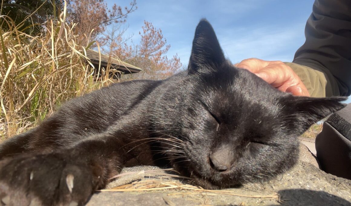 おしゃべりしながら会いに来た黒猫ちゃん、ナデナデしてたら最後はスヤスヤに