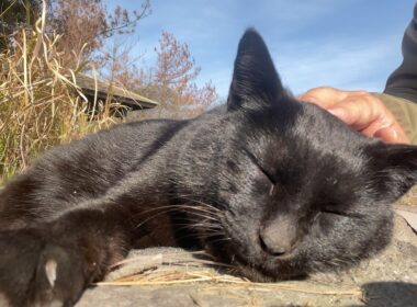 おしゃべりしながら会いに来た黒猫ちゃん、ナデナデしてたら最後はスヤスヤに