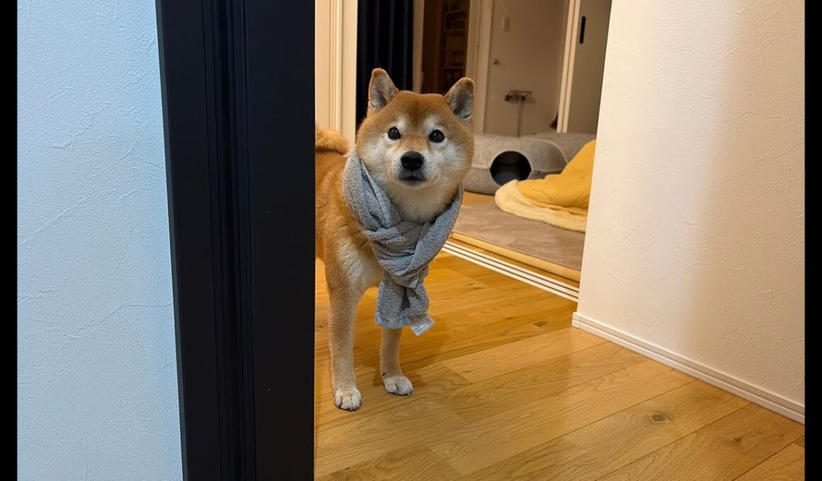 子猫くまきちが今日は大変な事になってまして…