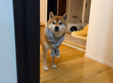 子猫くまきちが今日は大変な事になってまして…