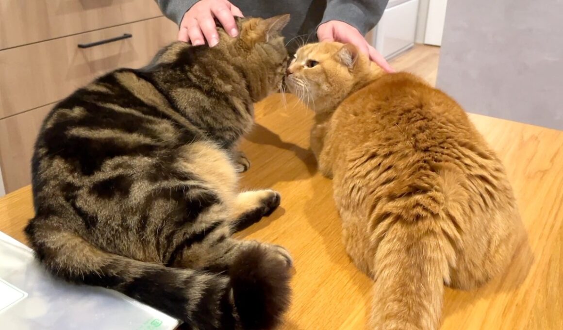 パパのゴッドハンドサロンが大人気です