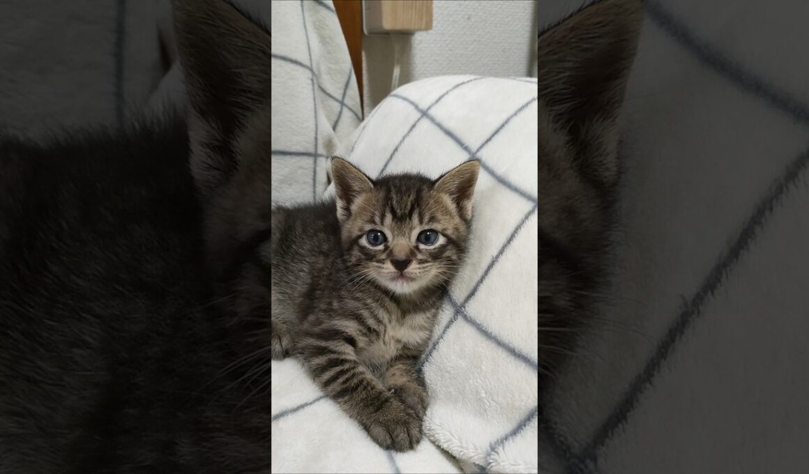 ソファーでのんびり子猫さんたち😺😺 #cat #kitten #子ネコ #猫のいる暮らし #好きな子猫 #kitty #cute #猫好きさんと繋がりたい #保護猫 #gatto #ねこ #子猫