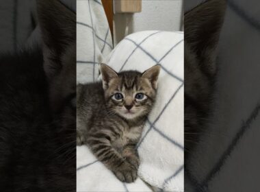 ソファーでのんびり子猫さんたち😺😺 #cat #kitten #子ネコ #猫のいる暮らし #好きな子猫 #kitty #cute #猫好きさんと繋がりたい #保護猫 #gatto #ねこ #子猫