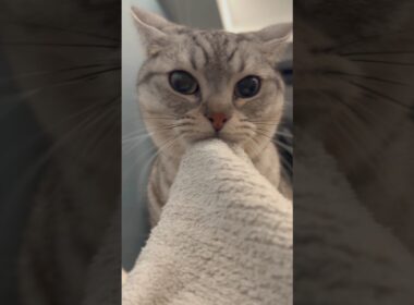 パパ帰宅で即、甘えるマンチカン...笑 #cat #猫