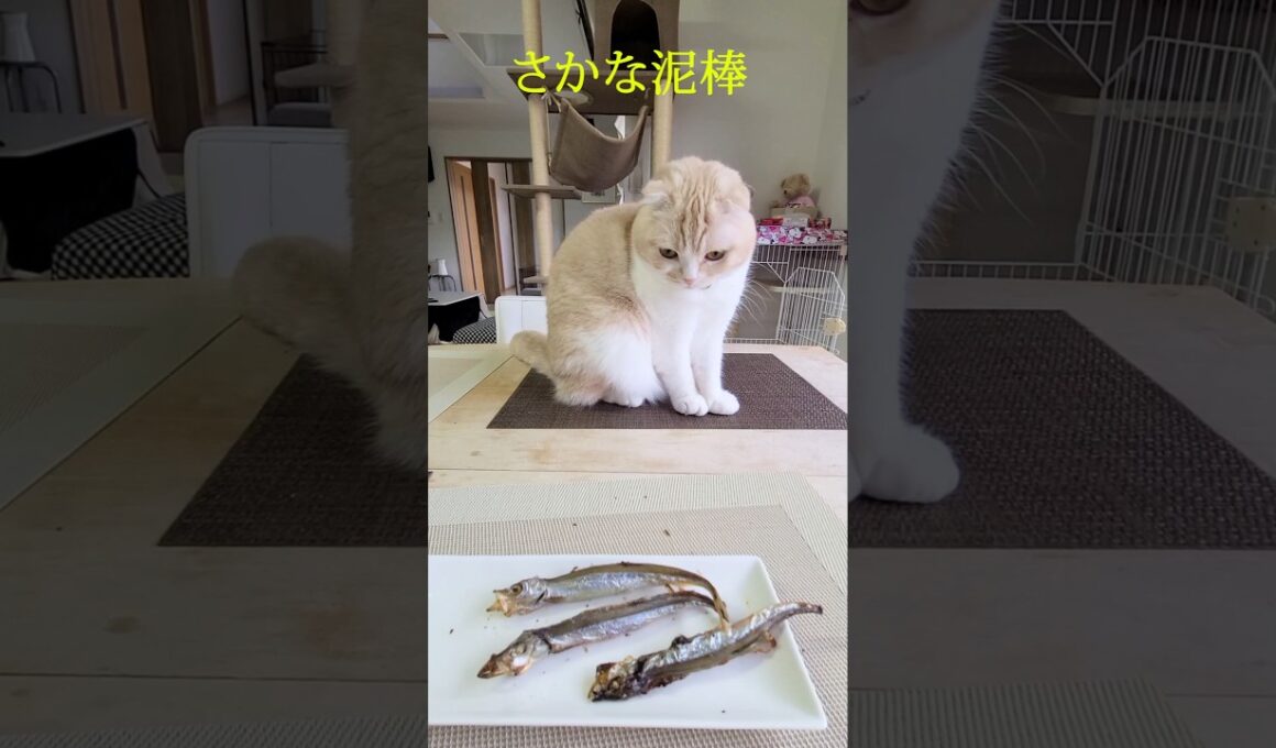 猫がさかな泥棒する瞬間がこちら...笑#shorts #cat