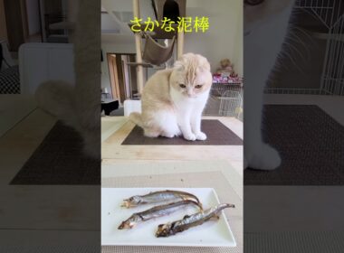 猫がさかな泥棒する瞬間がこちら...笑#shorts #cat