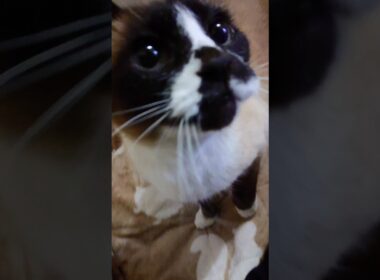 夕方のシャム猫さん🐾#猫 #ねこ #cat #Shorts