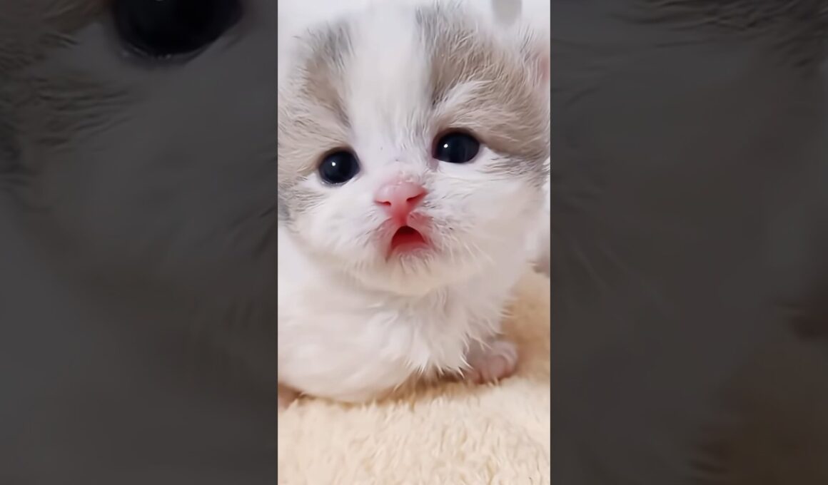 かわいいこねこちゃんまとめました  #shorts #猫 #子猫 #cat  #kitten #猫ショート