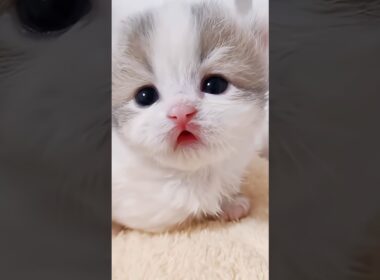 かわいいこねこちゃんまとめました  #shorts #猫 #子猫 #cat  #kitten #猫ショート