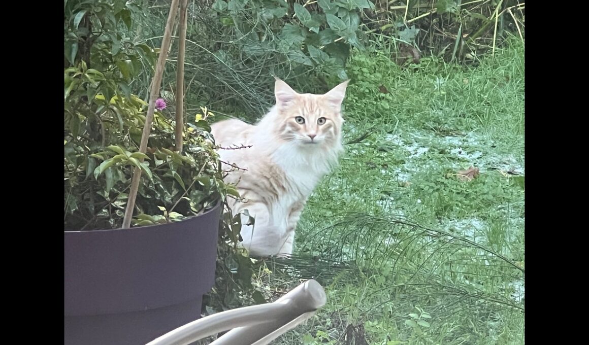 3月17日生まれの子猫たち（アンブル＆アルマンダン）