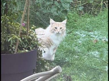 3月17日生まれの子猫たち（アンブル＆アルマンダン）