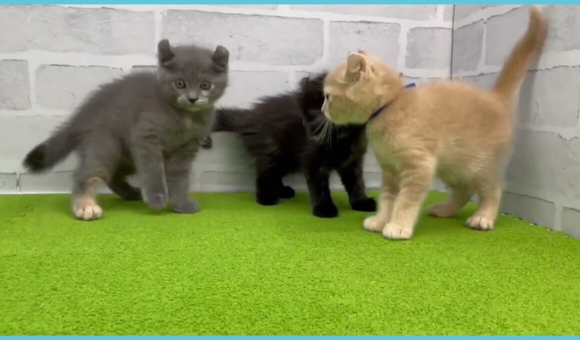 Coo&RIKU　No.00751154 アメリカンカール