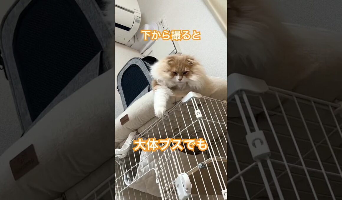 角度詐欺！#cat #スコティッシュフォールド #shorts