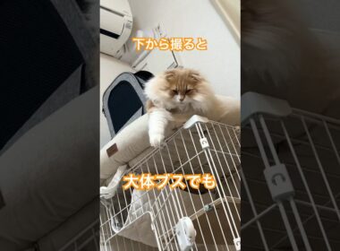 角度詐欺！#cat #スコティッシュフォールド #shorts