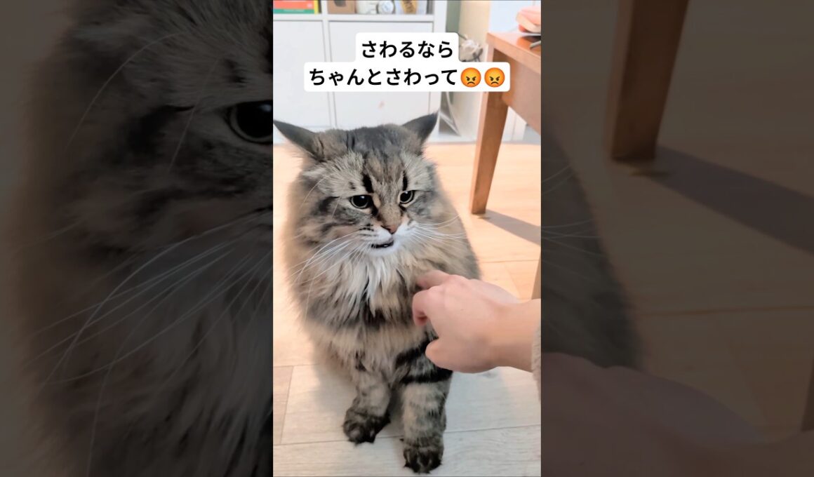 変な触り方したらおこだぞ😡#サイベリアン #cat #ヤマネコ