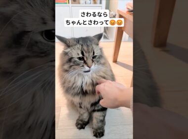 変な触り方したらおこだぞ😡#サイベリアン #cat #ヤマネコ