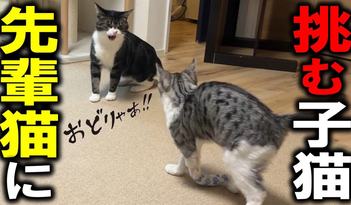 いきなり殴ってきた先輩猫に骨折子猫ゴロー「一緒に遊んでくれ！」と立ち向かう…！