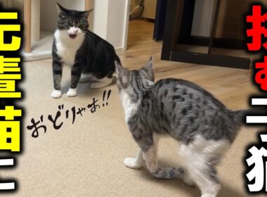 いきなり殴ってきた先輩猫に骨折子猫ゴロー「一緒に遊んでくれ！」と立ち向かう…！