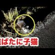 道でうずくまる子猫を保護、しようとしたら、、、