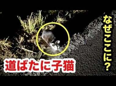 道でうずくまる子猫を保護、しようとしたら、、、