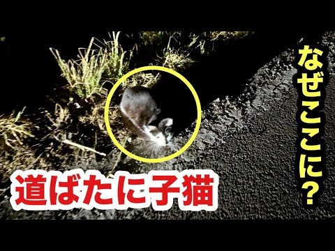 道でうずくまる子猫を保護、しようとしたら、、、