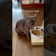 #自動給餌器 さまのおかげで5時位まで眠れるように。ありがたや。#エジプシャンマウ #egyptianmaucat #猫と暮らす #猫あるある #エジプシャンマウスモーク #shorts