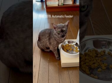 #自動給餌器 さまのおかげで5時位まで眠れるように。ありがたや。#エジプシャンマウ #egyptianmaucat #猫と暮らす #猫あるある #エジプシャンマウスモーク #shorts