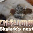 バーマン猫ガブとラフ【ひばりの巣】Skylark's nest（バーマン猫）Birman/Cat