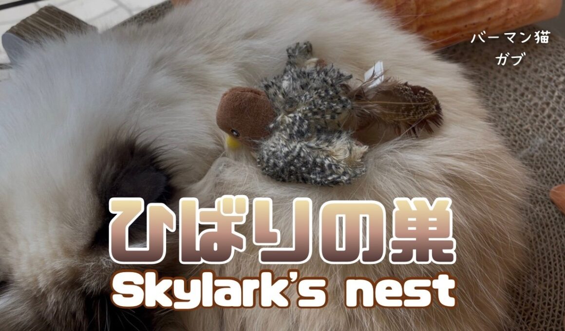 バーマン猫ガブとラフ【ひばりの巣】Skylark's nest（バーマン猫）Birman/Cat