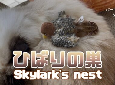 バーマン猫ガブとラフ【ひばりの巣】Skylark's nest（バーマン猫）Birman/Cat