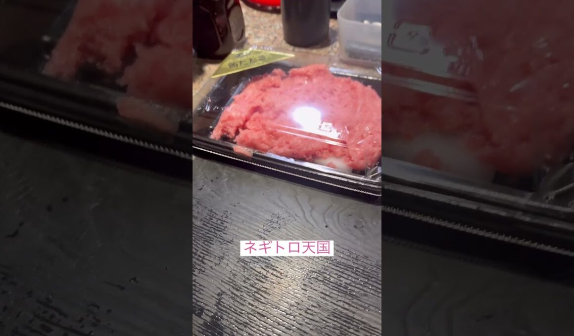 ネギトロ天国 #ねこ動画 #アメリカンカール #catshorts