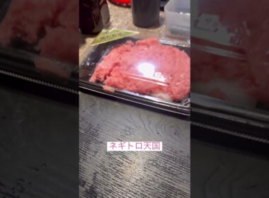 ネギトロ天国 #ねこ動画 #アメリカンカール #catshorts