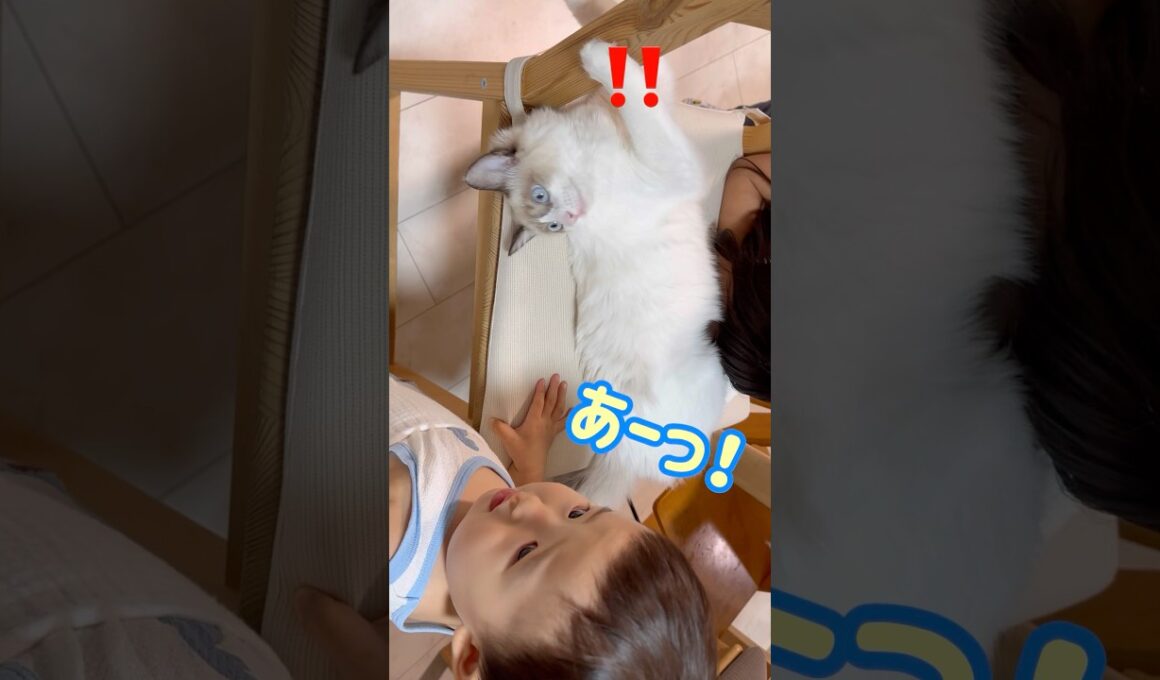 赤ちゃん同士のじゃれあい😂❔ #保護猫 #ラグドール #cat  #1歳 #baby