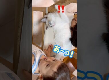 赤ちゃん同士のじゃれあい😂❔ #保護猫 #ラグドール #cat  #1歳 #baby