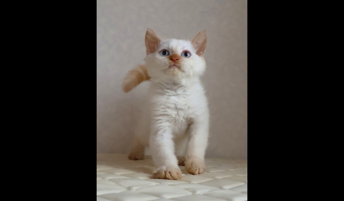 セルカークレックス子猫　Selkirk Rex　2025.12.16産まれ　　クリームポイント　巻き毛　男の子　シーダキャット猫のお店