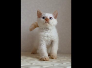 セルカークレックス子猫　Selkirk Rex　2025.12.16産まれ　　クリームポイント　巻き毛　男の子　シーダキャット猫のお店